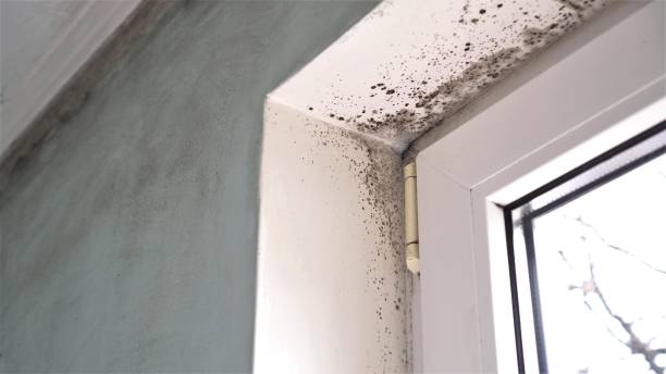 Best Toxic Mold Removal  in Estill Springs, TN