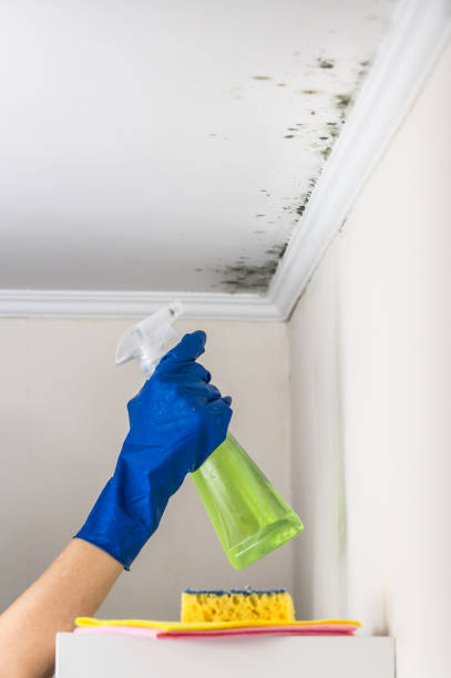 Professional Mold Removal in Estill Springs, TN